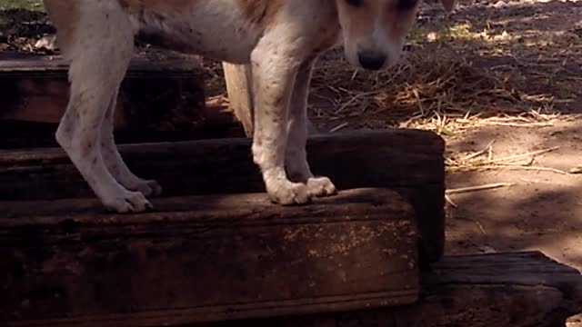 Village dog climbing