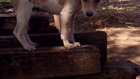 Village dog climbing