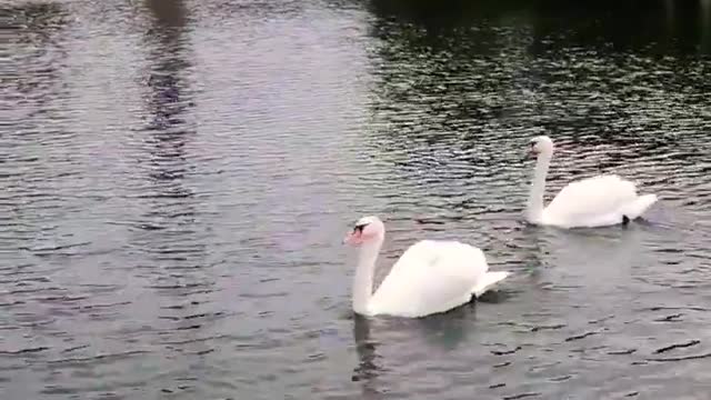 Beautiful wildlife Netherlands #shorts #animals #nature