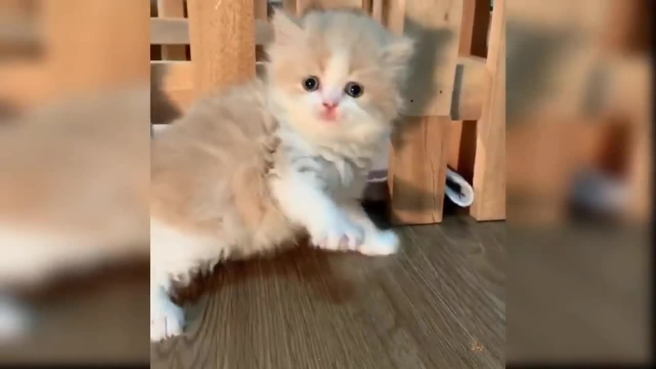 Funny cats videos 🤣