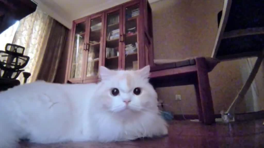 catsoftiktok