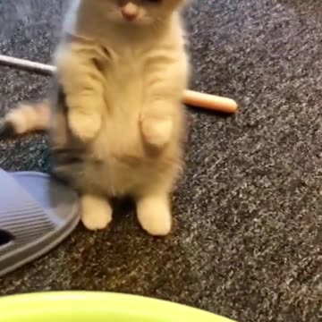 cute cats completion