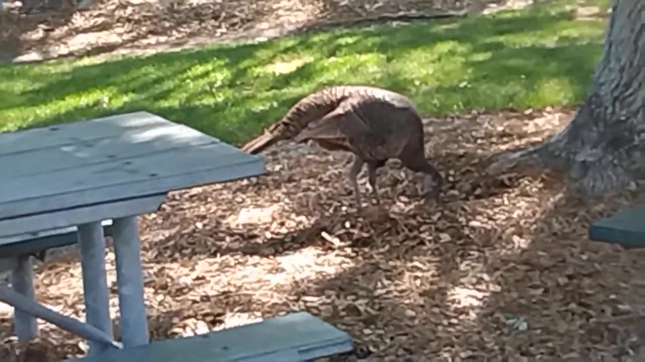 Turkey Roaming Around Video 1