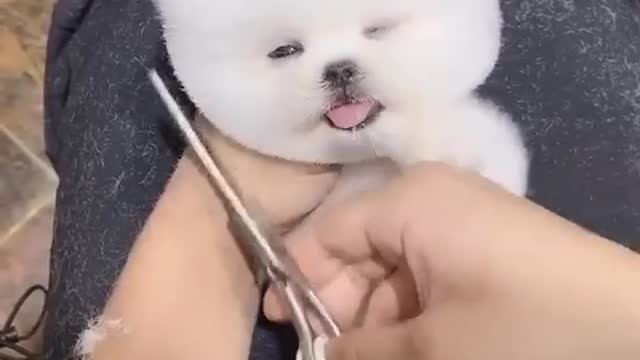 Funniest Cats and Dogs πΆπ± | Funny Animal Videos #26
