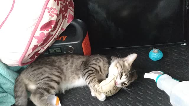Fergus Got a Toy!