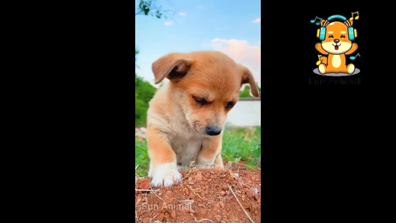 Cheerful Dog and Cat