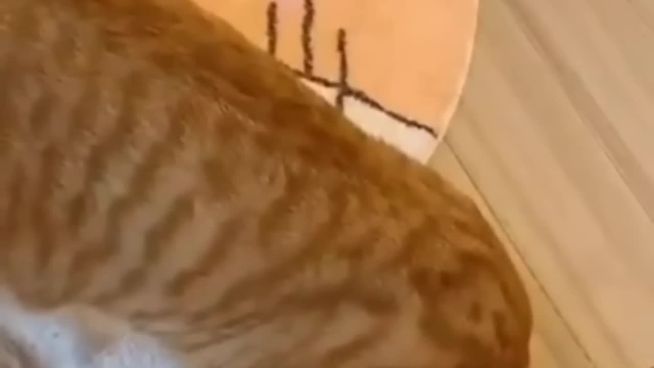 funny cute cat video