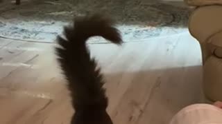 My Nebelung kitty playing with plastic golf balls