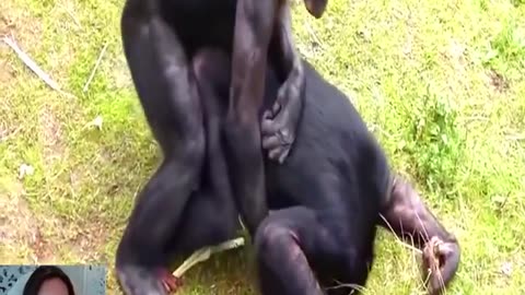 Monkey Mating -Monkey Hardcore sex