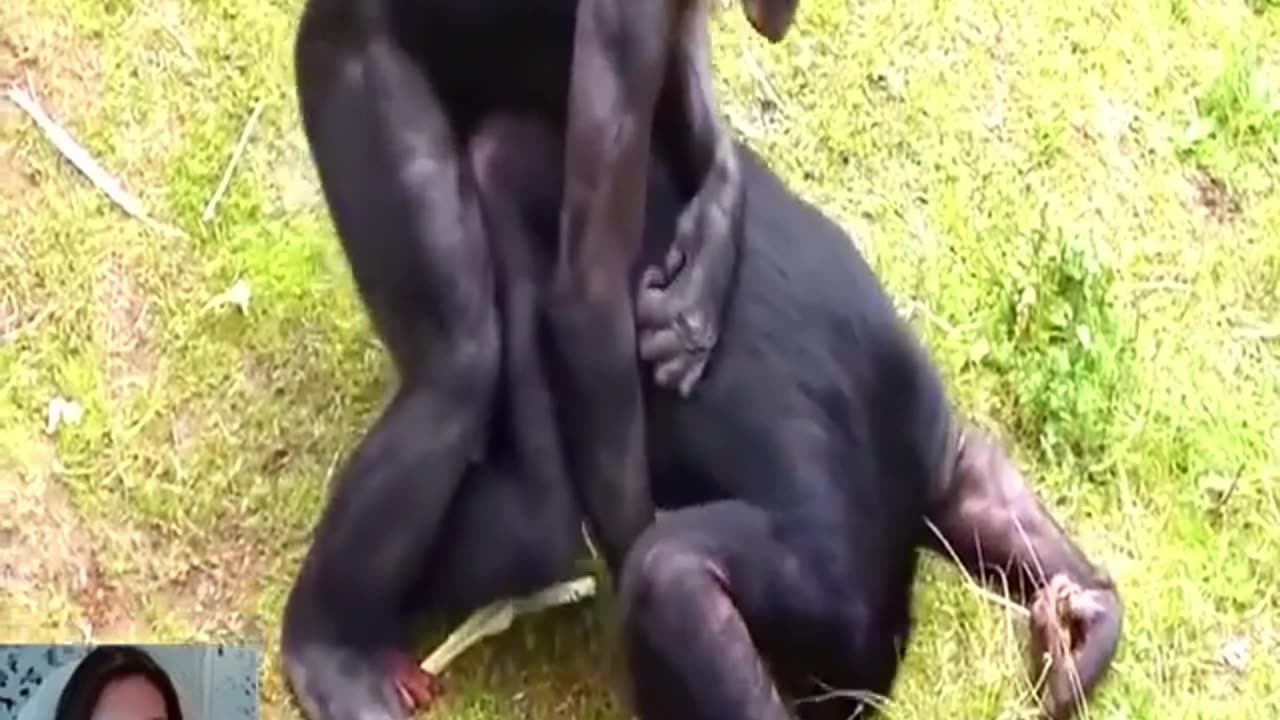 Monkey Mating -Monkey Hardcore sex