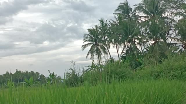 atmosphere in the rice fields