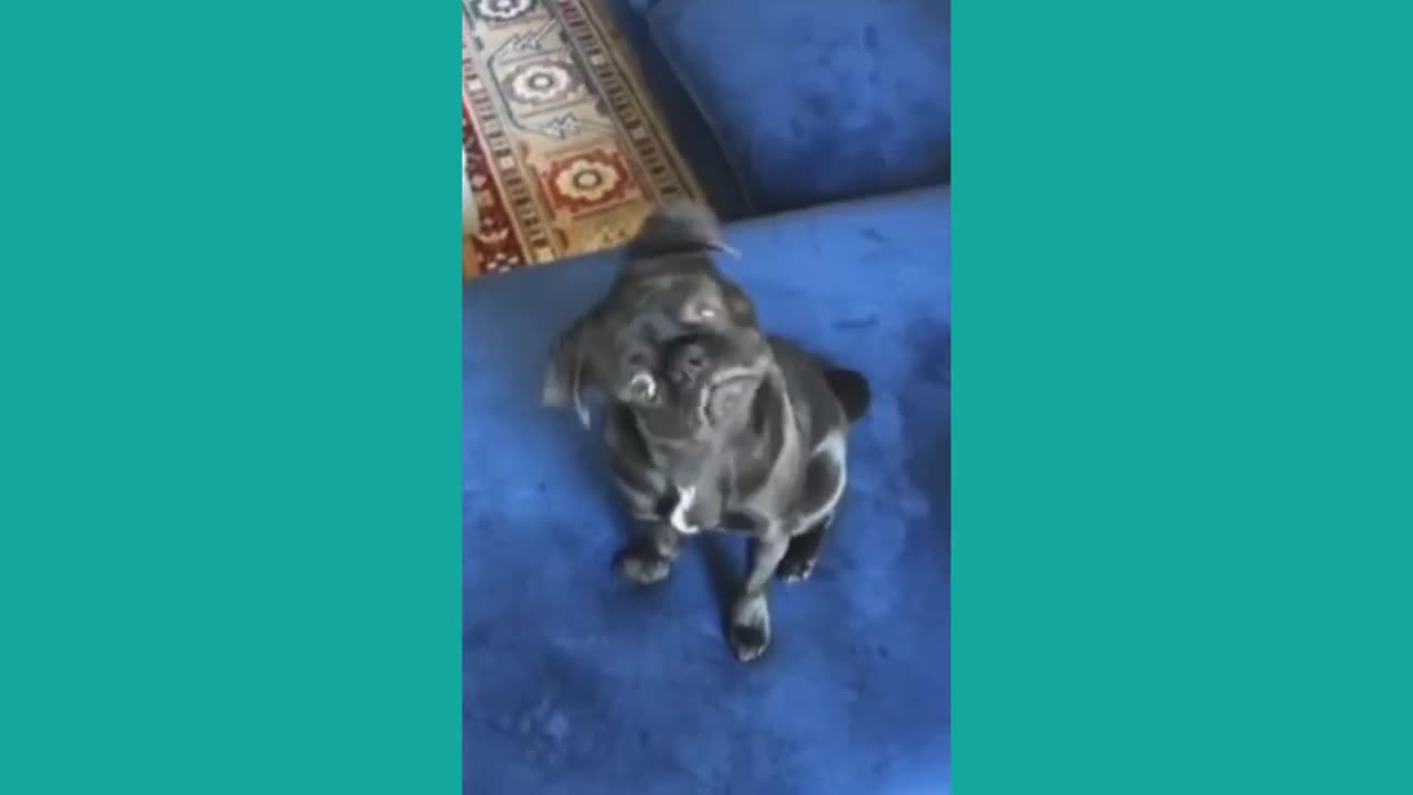 dog funny reaction