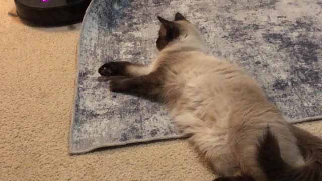 Cat Refuses to Move for Roboto Vacuum