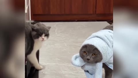 Funny Pets Moment #49