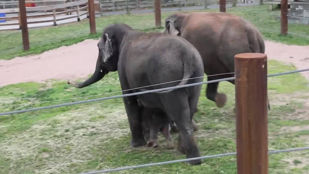 Adorable twin elephant babies born in Upstate NY