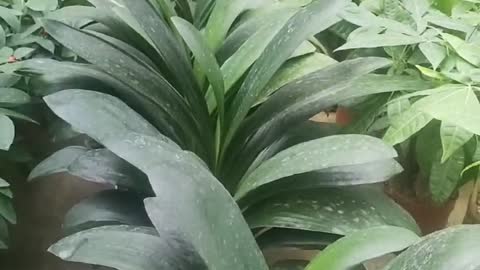 very green leaves