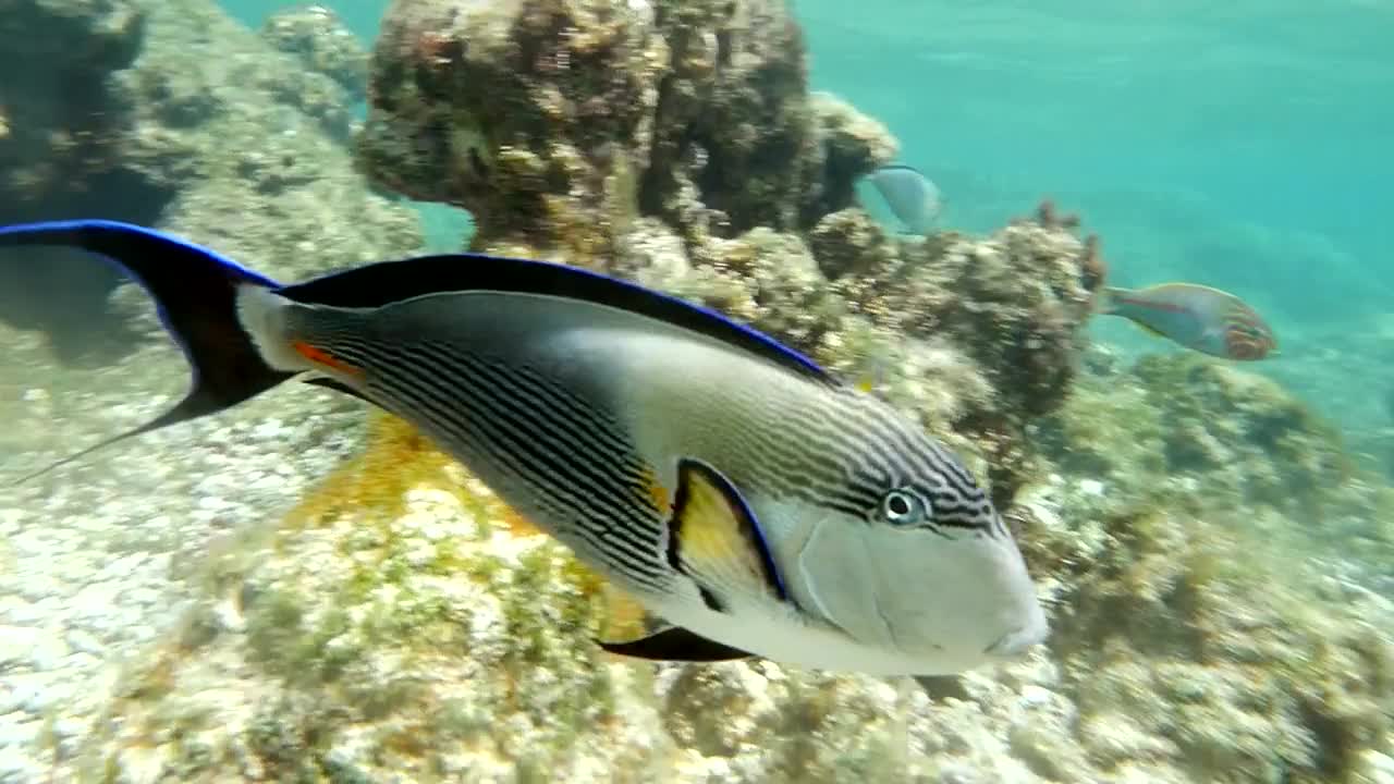 large fish swimming over a reef