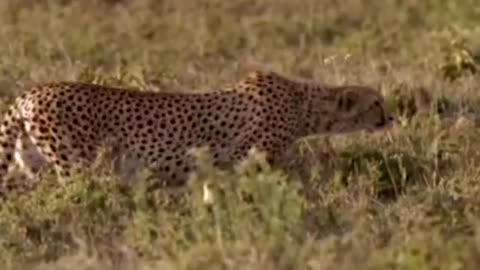 WORLD’S FASTEST ANIMALS FAIL! Grant’s Gazzele Take Down Cheetah With Horns, Lion Hunt Imapala Fail-6