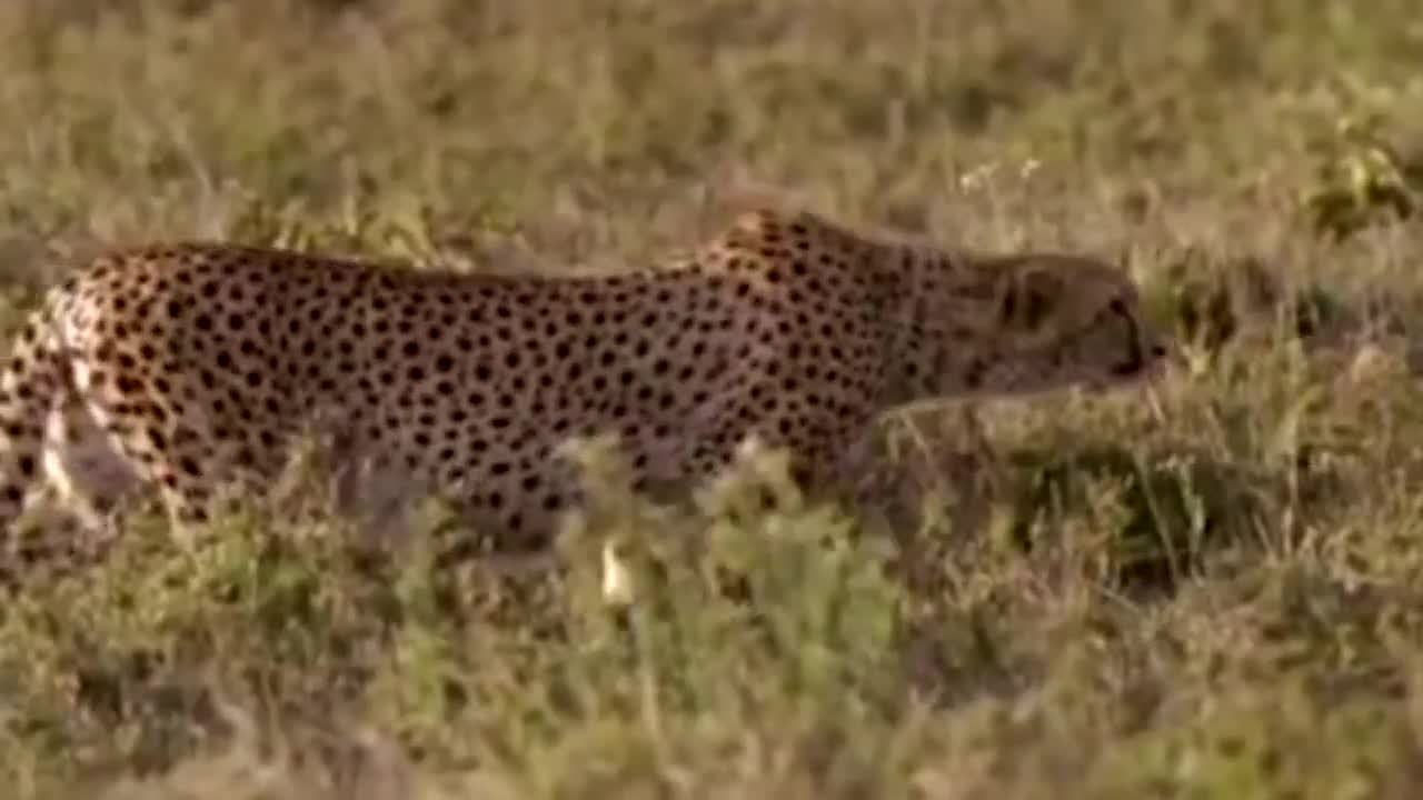 WORLD’S FASTEST ANIMALS FAIL! Grant’s Gazzele Take Down Cheetah With Horns, Lion Hunt Imapala Fail-6