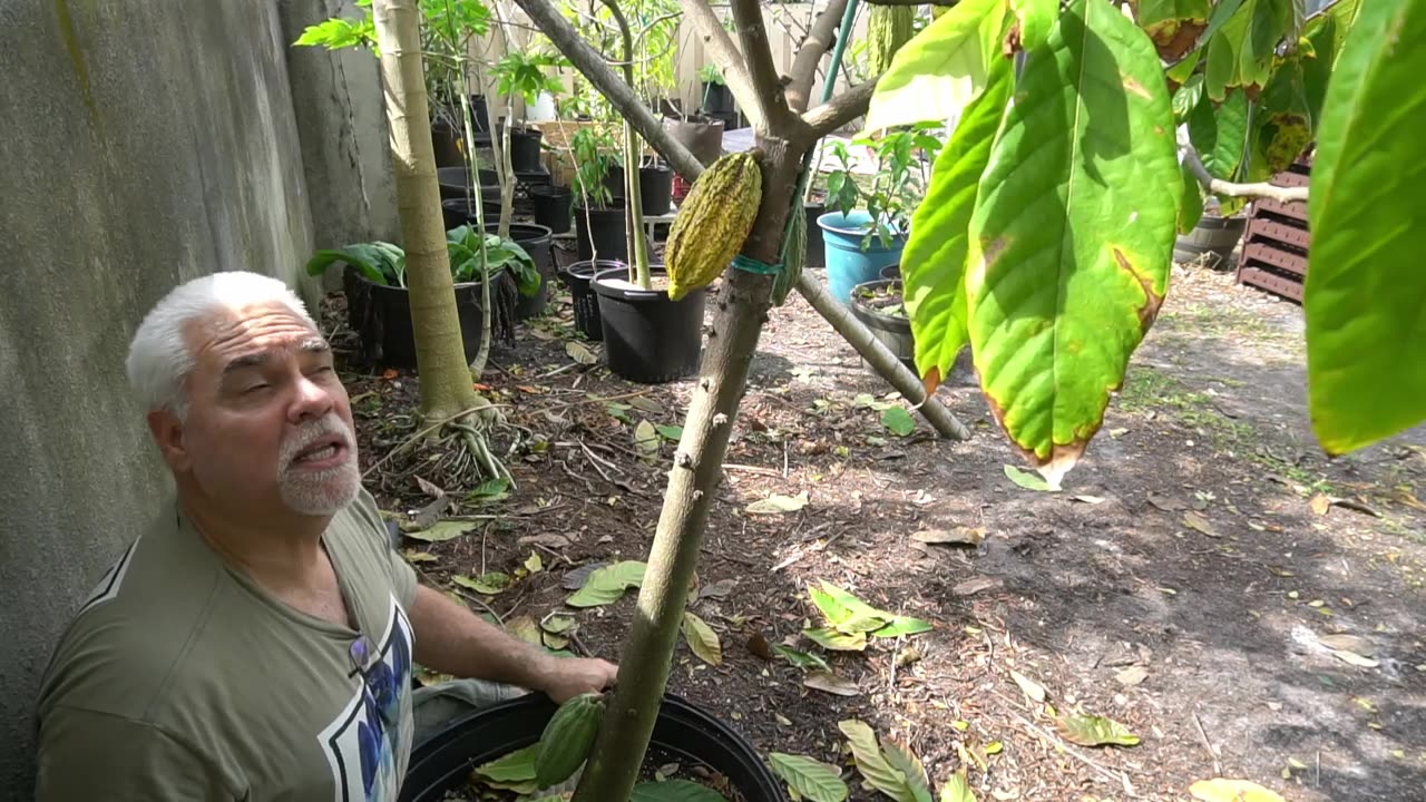 Growing Cacao Trees (Theobroma cacao) "Trinitario'| "Forastero" | "Criollo" | Cacao Pod Harvest