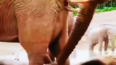 Funny Animals