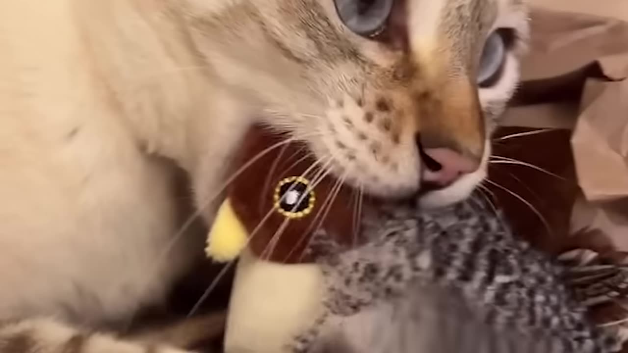 Funny cats and animals videos