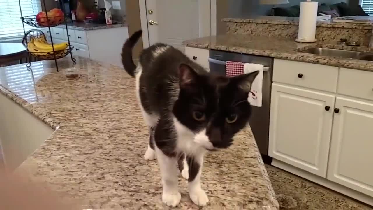 Cat has a crazy deep meow