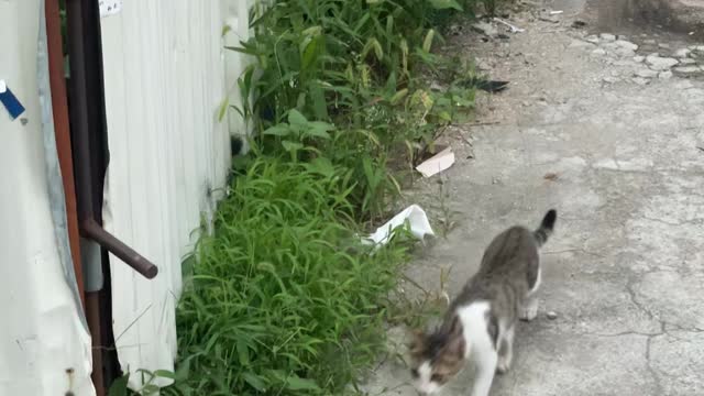 A kitten I always see on the way home