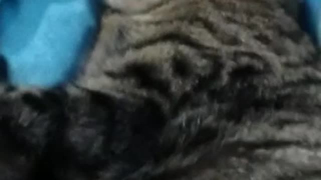 Kucing(cat)