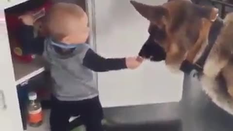 Baby and dogs