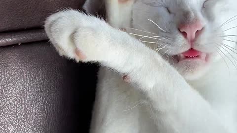 Funny Cat Video