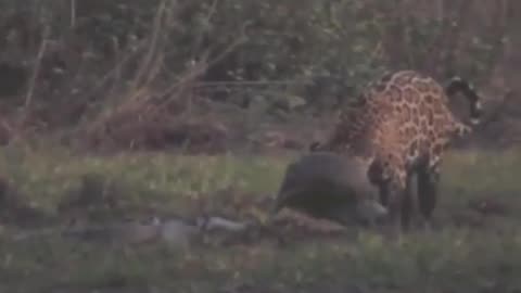 Jaguar vs anaconda