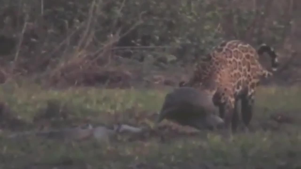 Jaguar vs anaconda