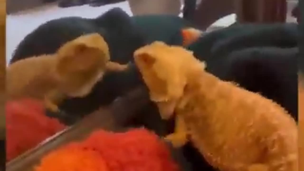 Funny animals 😂|Funny animals moments