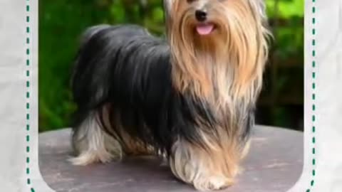 Dog breeds famous in india