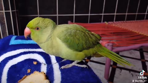 Ringnack parrot