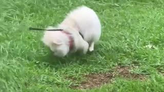 Hurricane Makes Bathroom Time Difficult for Dog