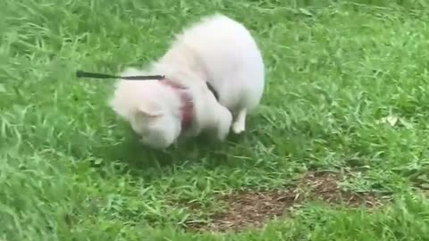 Hurricane Makes Bathroom Time Difficult for Dog