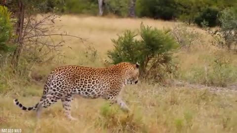 Funny animal 😄 fight