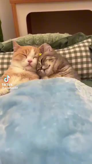 Love cats cat need love attention