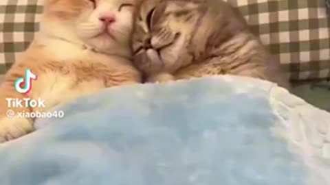 Love cats cat need love attention