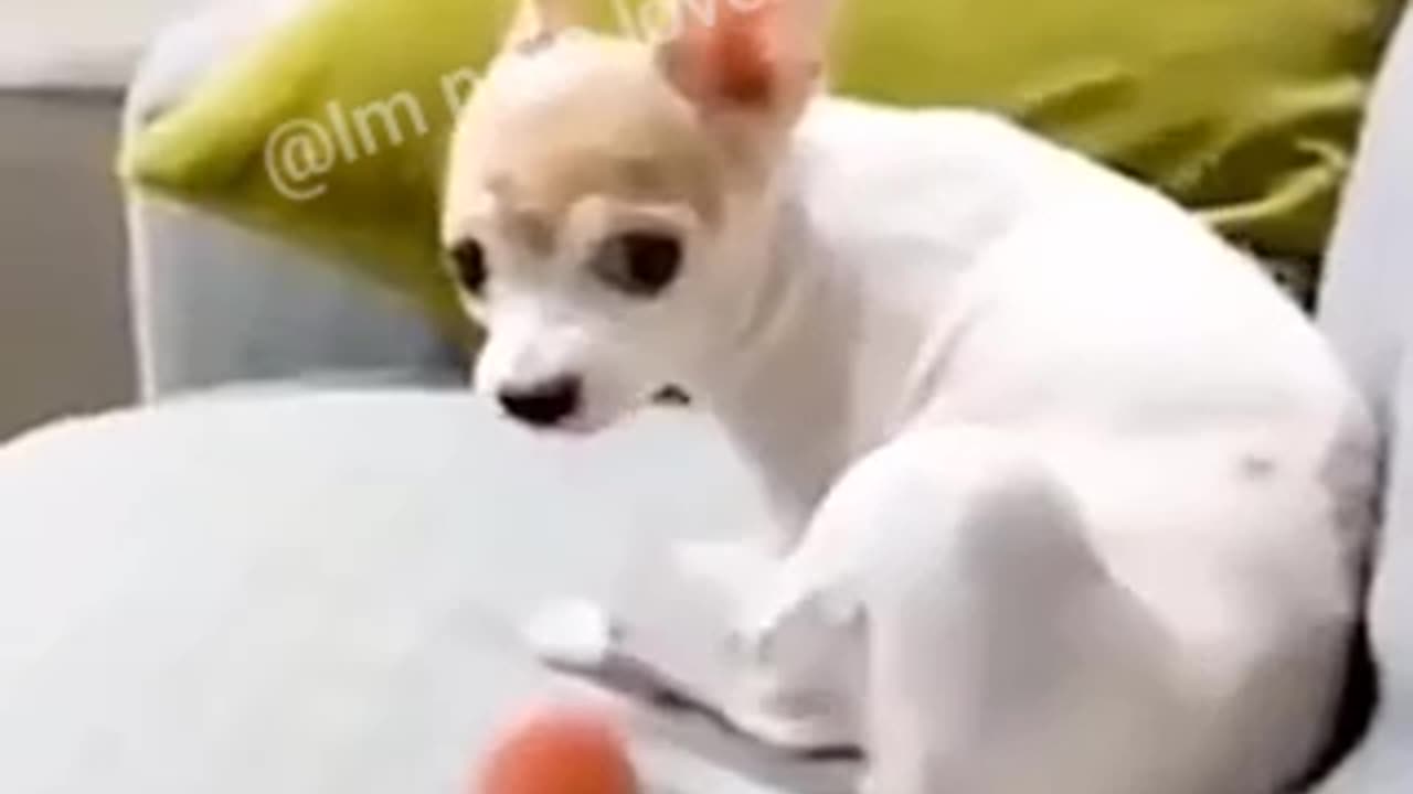 Dog’s Reaction In The Face Of The Middle Finger 😂 So Funny