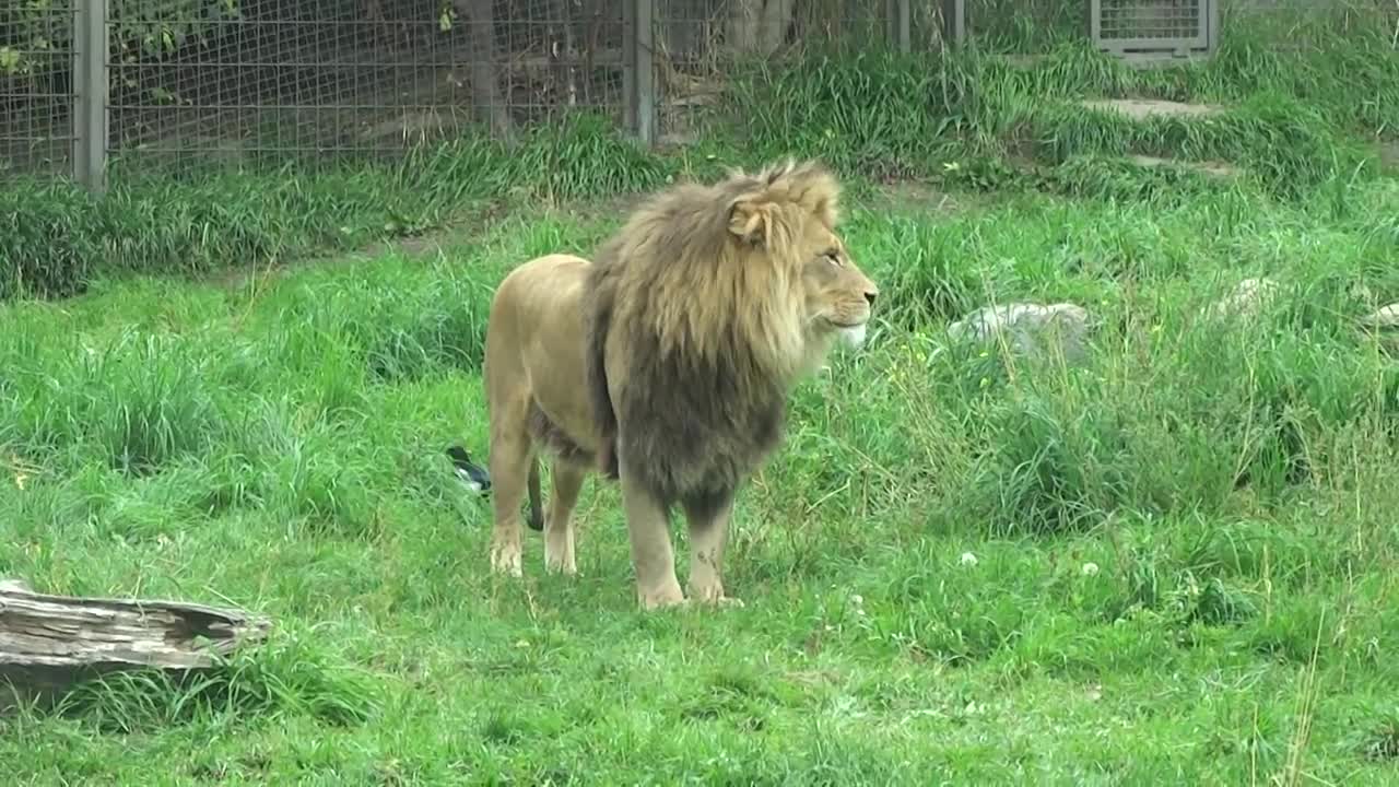 Aslan & Baruti at Calgary Zoo