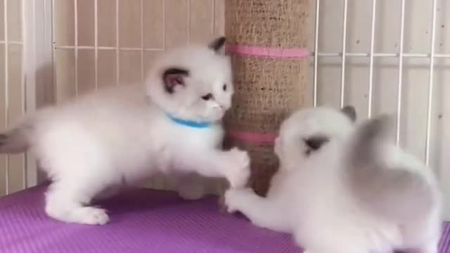 OMG So Cute Cats ♥ Best Funny Cat ❤️🐈Videos 2021 #shorts