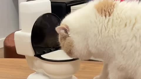 Do all cats like to drink toilet water