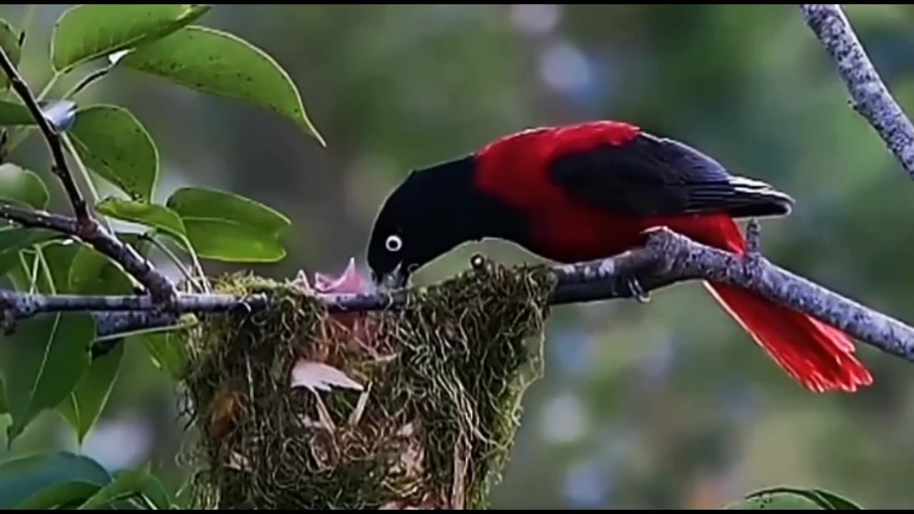 The bird is feeding her children with absolute affection. Mother's love exists in all animals