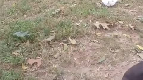 Piglet attacking a Pitbull