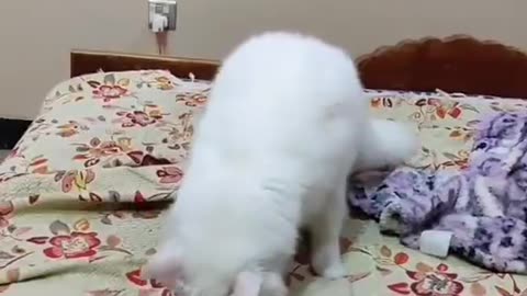 Cute and funny cat video.
