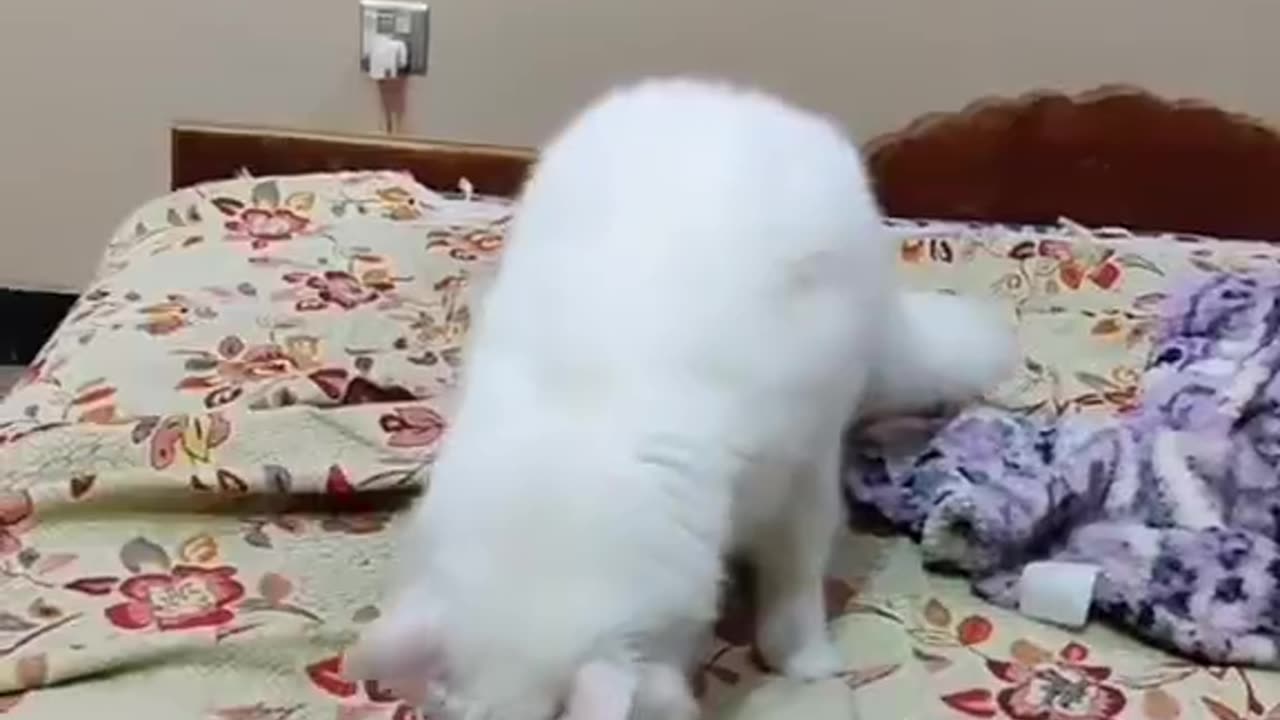 Cute and funny cat video.