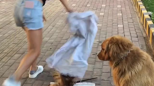 Funny dog
